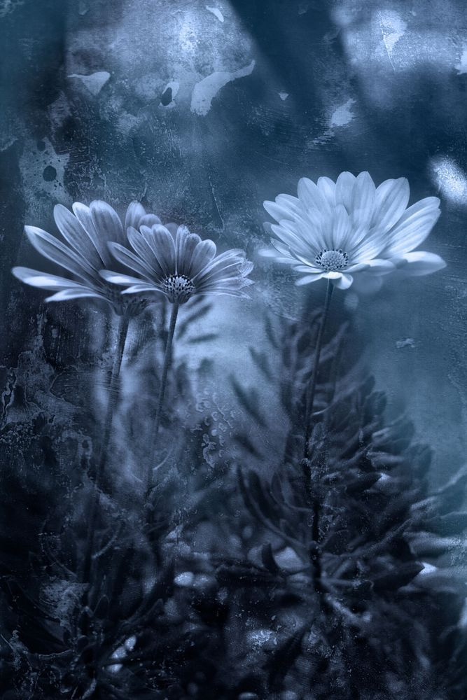 Imperfect Grace | Blue Spanish Daisy Fine Art Photography by Janie Lynn