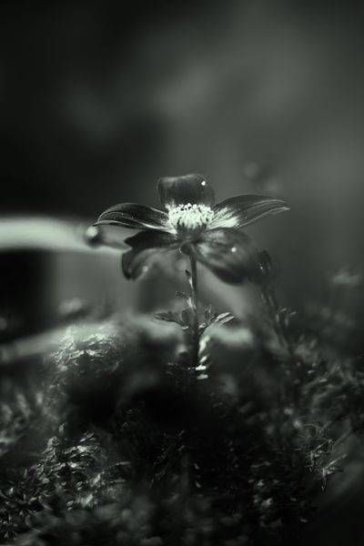 What the Heart Keeps | Black-and-White Flower Photography by Janie Lynn