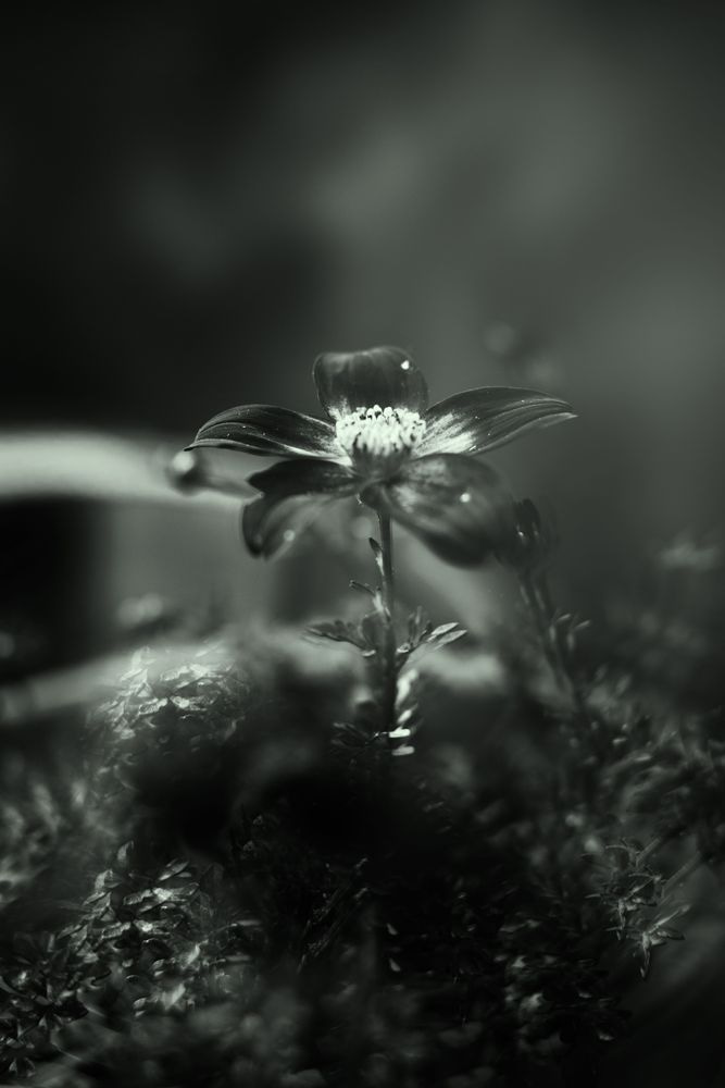 What the Heart Keeps | Black-and-White Flower Photography by Janie Lynn