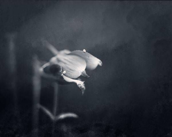 Quiet Devotion | Monochrome Fine Art Flower Photography