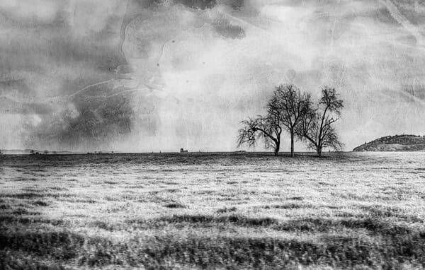 Companions in the Quiet | Black and White Tree Landscape Photography