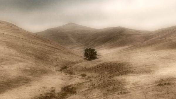 Lone Tree Sepia Landscape Photograph | Janie Lynn Fine Art