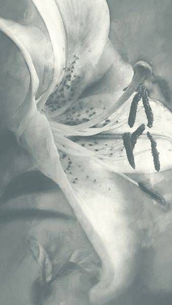 Quiet Anatomy, Held in Shadow | Fine Art Monochrome Photography Print
