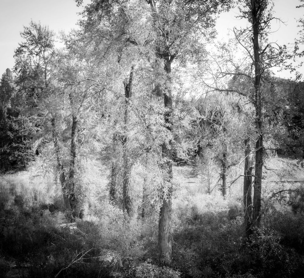 A Quiet Kind of Dance | Black-and-White Woodland Photography
