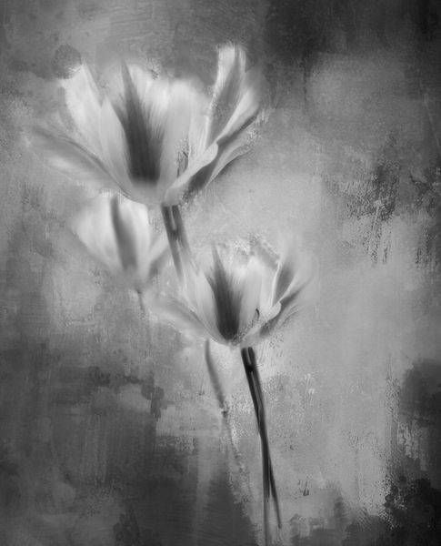 Held in a Haze | Grayscale Floral Fine Art Photography