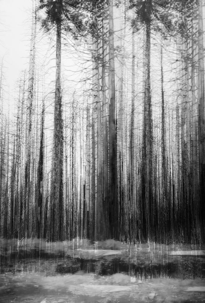 Echoes in the Pines – Fine Art Black and White Forest Print