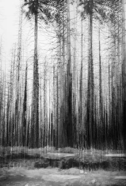 Echoes in the Pines – Fine Art Black and White Forest Print