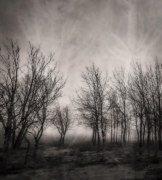Light Between the Trees – Black and White Winter Forest Photography Print