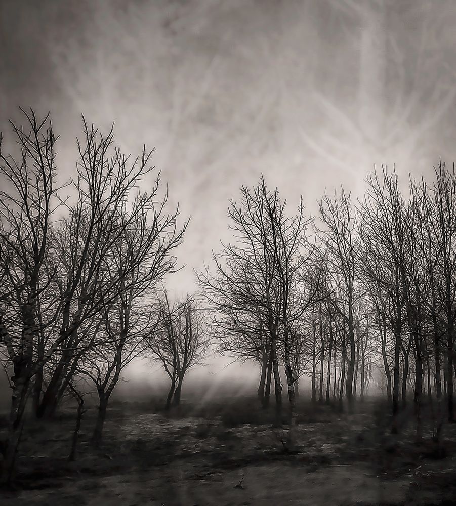 Light Between the Trees – Black and White Winter Forest Photography Print