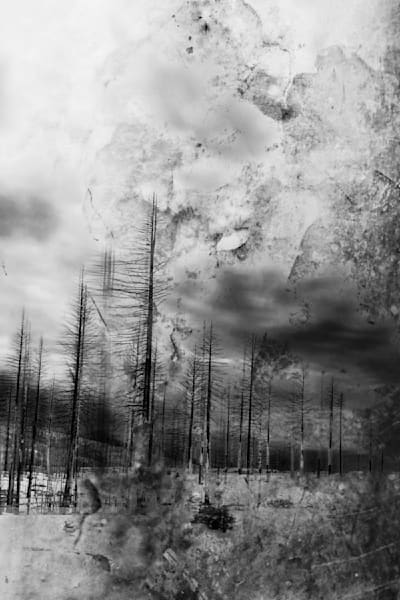 Ashen Forest Remnants – Burned Forest Landscape Fine Art Photography Print