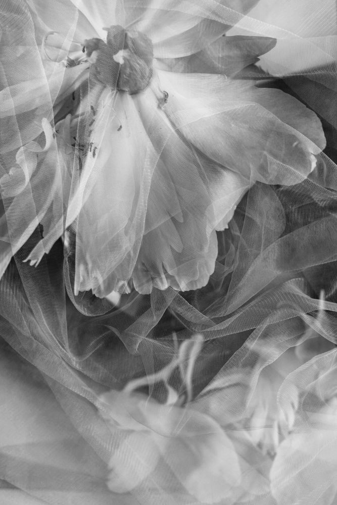 Decadent Peony Photography Art | Janie Lynn Fine Art 