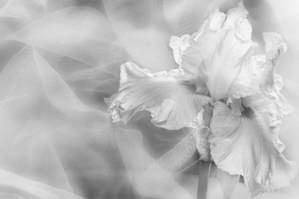 Soft Black and White Iris Art