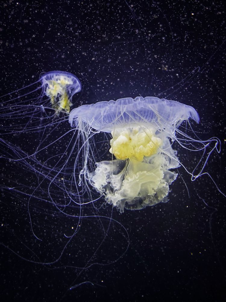 Immortal Jellyfish Photo
