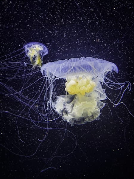 Immortal Jellyfish Photo