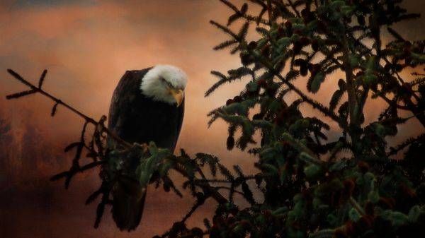 An Eagle Stalking Photograph and Art Work
