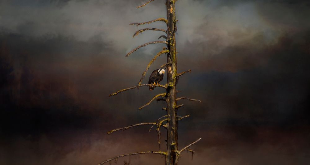 The Eagle Is Watching
