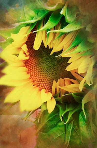 My Sunshine – Emotional Sunflower Photography Tribute by Janie Lynn