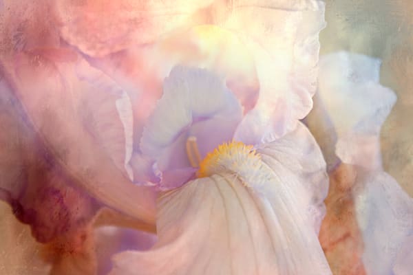 I For An Eye – Fine Art Floral Photography by Janie Johnson | Contemporary Mixed Media Wall Art