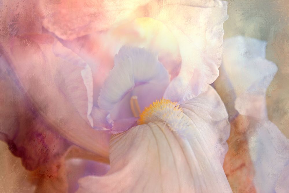 I For An Eye – Fine Art Floral Photography by Janie Johnson | Contemporary Mixed Media Wall Art