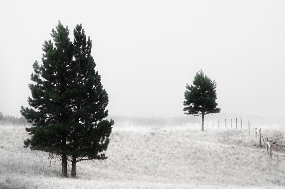 Black and White Landscape