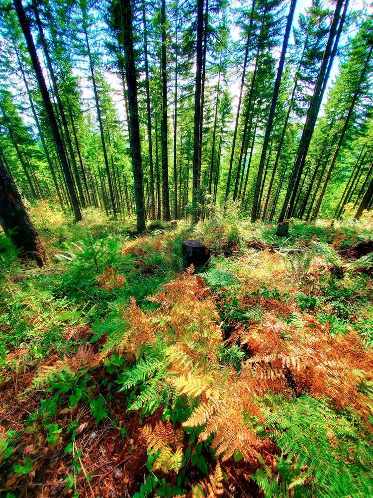Landscape of Ferns in Oregon