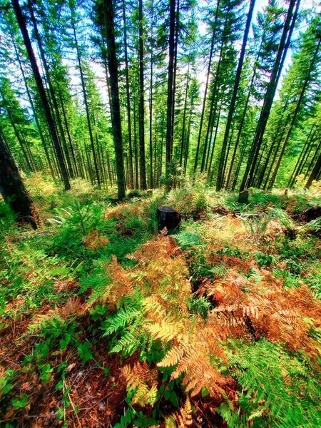 Forests, Trees, & Nature 