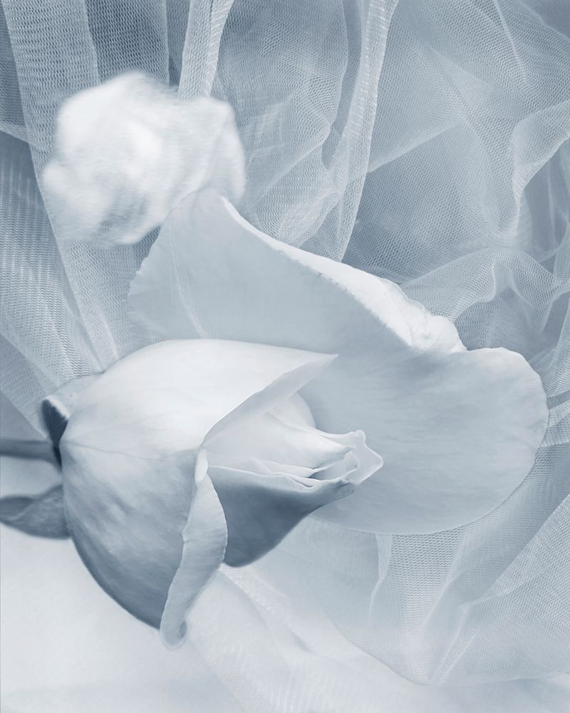 Kiss Of The Rose Photography Art | Janie Lynn Fine Art 