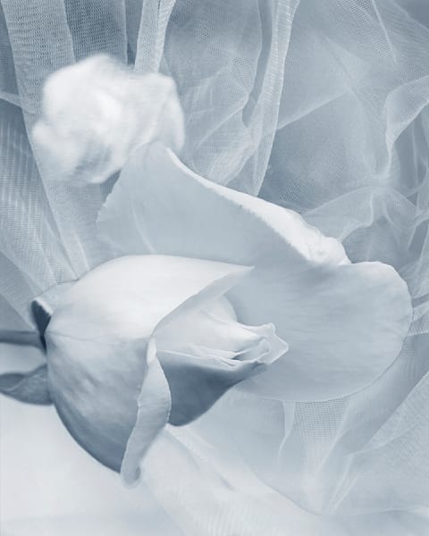 Kiss Of The Rose Photography Art | Janie Lynn Fine Art 