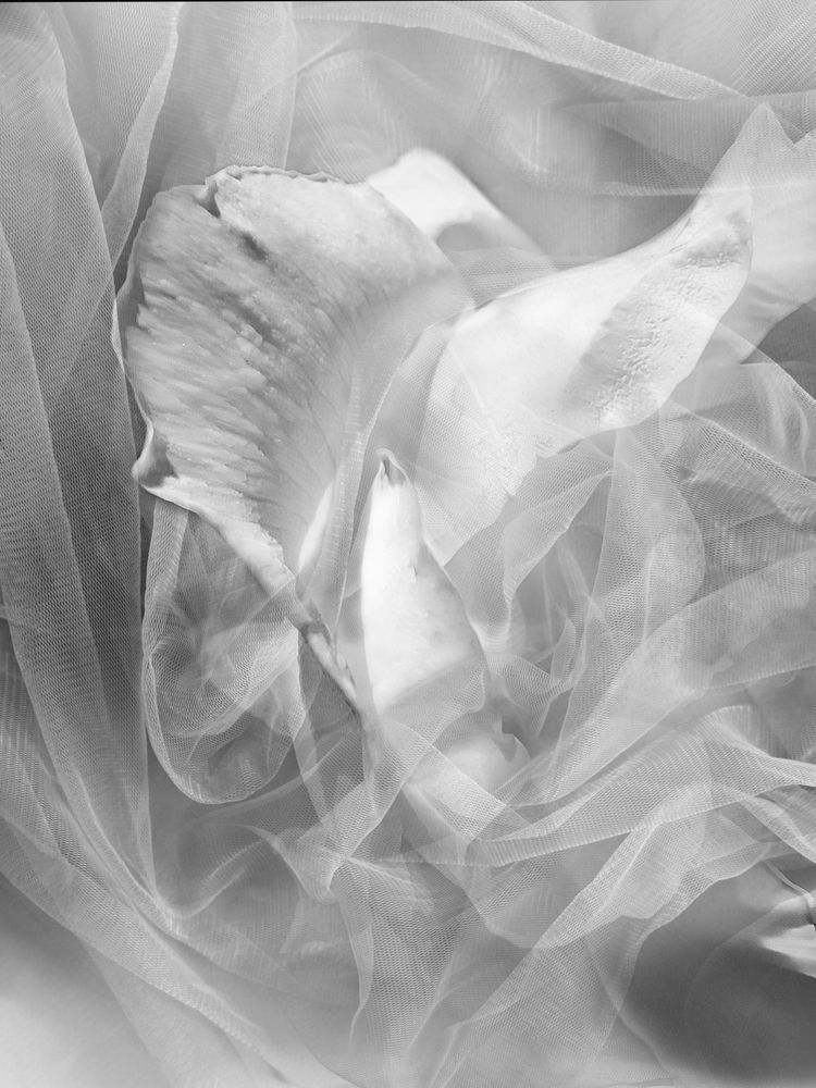 Hidden – Black and White Rose Fine Art Photography with Textures | Janie Lynn Fine Art