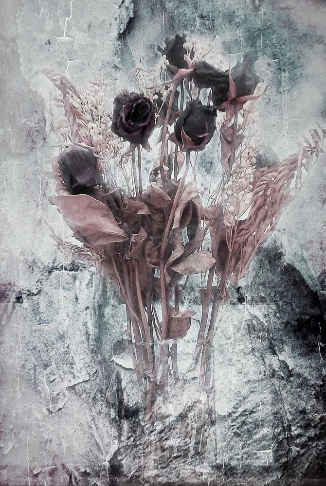 Enlightened – Limited Edition Monochrome Floral Art Print by Janie Lynn | Fine Art Photography

