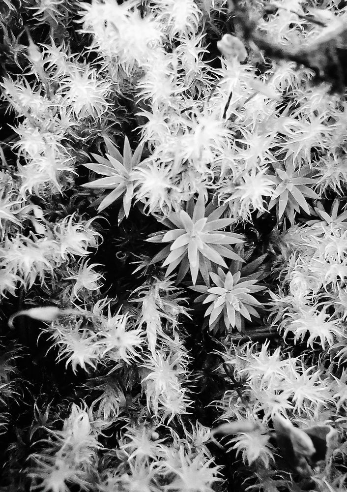 Macro Moss