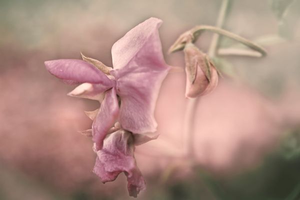 Flowers in the Attic
