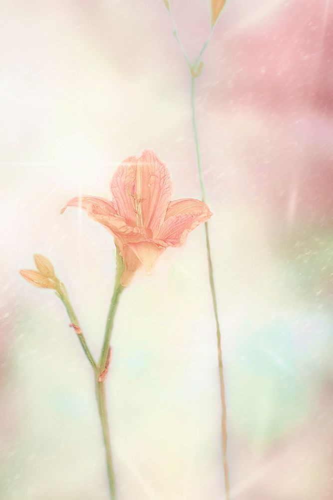 Lily's in Summer- Art by Janie Lynn Johnson