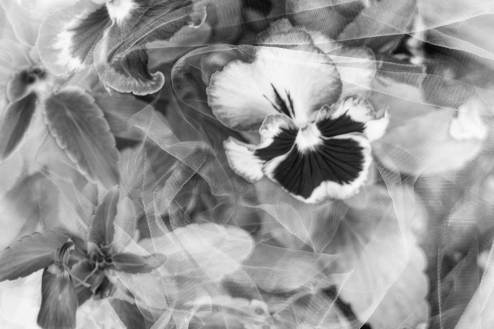 Pansy Perfection