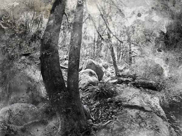 The Sanctuary – Black and White Forest Photography Wall Art