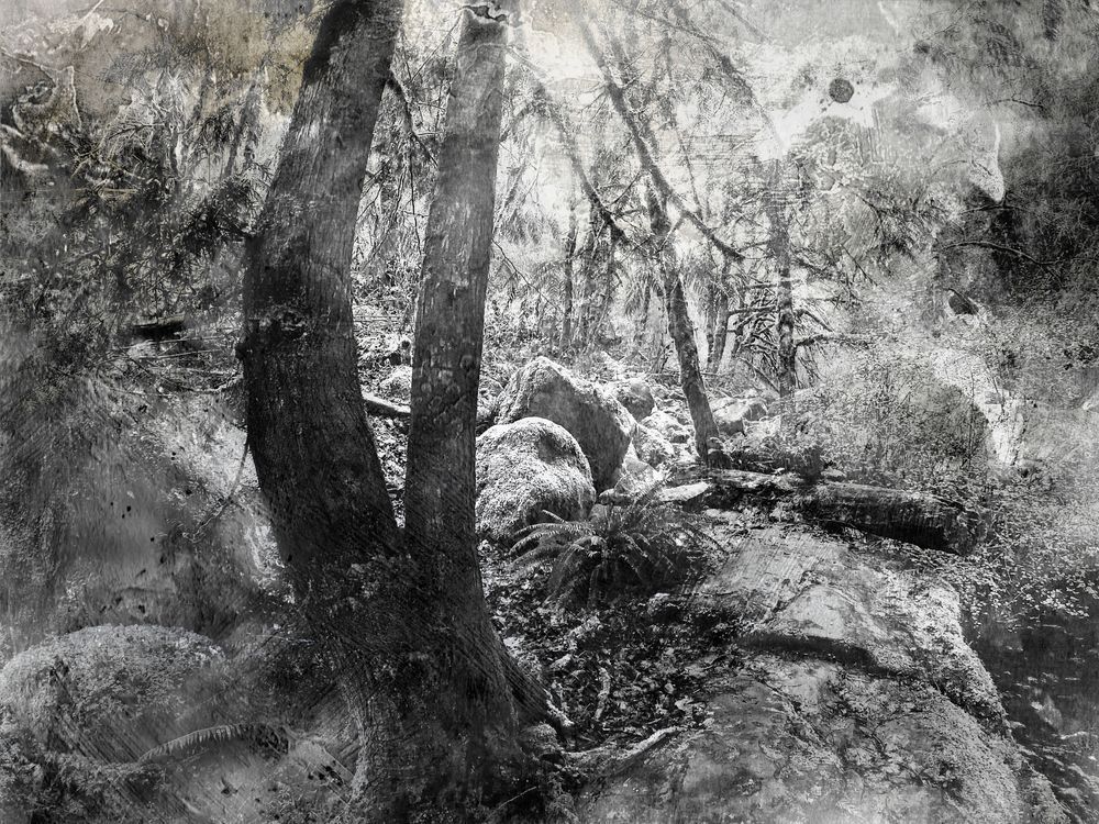The Sanctuary – Black and White Forest Photography Wall Art