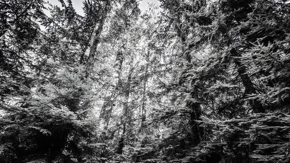 Forest Light Through The Trees