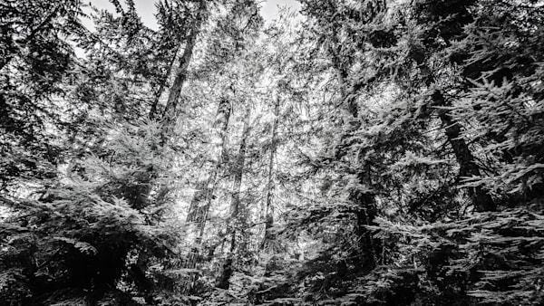 Forest Light Through The Trees