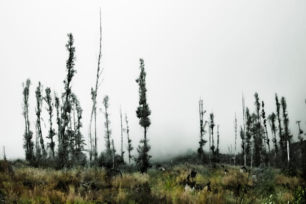 Misty Forest 