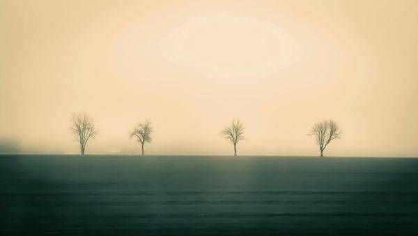 Serene Landscape Photography – “Trees in the Fog” by Janie Lynn | Misty Nature Wall Art