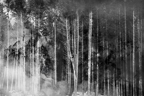 The Gentle Rebellion – Moody Misty Forest Nature Photography Print