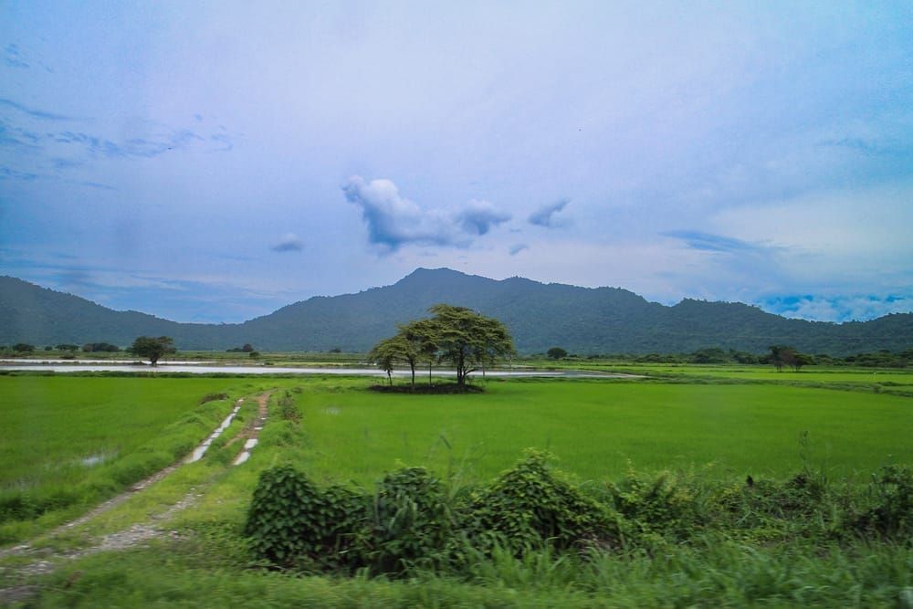 Kasden | Shop Photo tire tracks winding through Serengeti