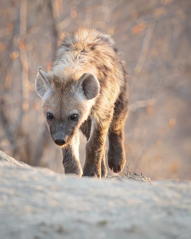 Hyena Youth 1 Photography Art | Kasdenphotography.art