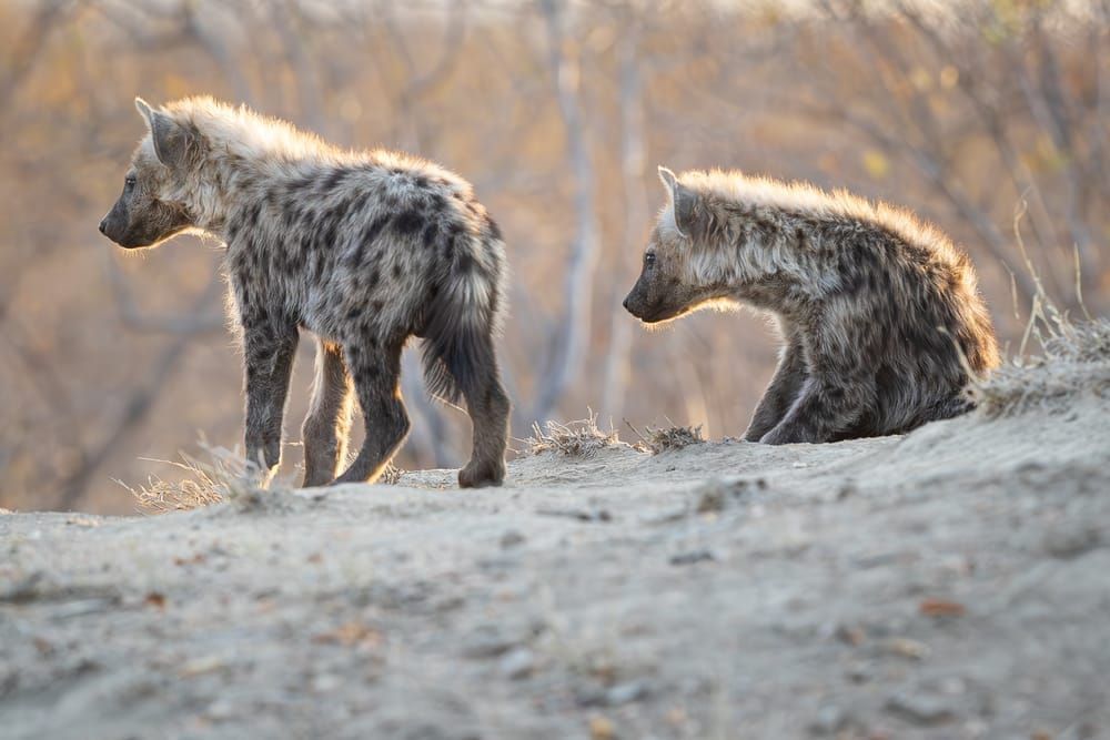 Hyena Youths Photography Art | Kasdenphotography.art