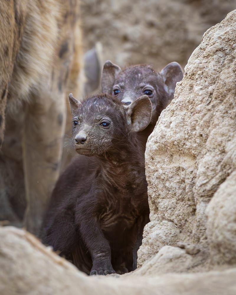Hyena Pups 1 Photography Art | Kasdenphotography.art