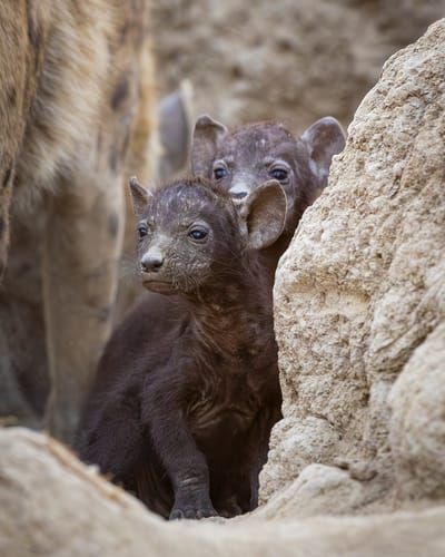 Mdawmdawmdawmdaw7qgraepd6cacehr zcfbfywxu2fyveayeunrgwctqqqltnerwweter6yomfiojy24adow ljj7f22f2vd2s3k0fn 38ezqodftc2xeuhdjufahdziomokxodj3hs jg da6ji5eudq olwagpj5emn5rd3kgeuzaau6oyhhi1e6ahn08j lirlqqhklwfyb6h8m69qggv1cg9kkscot1ymud36jqmub9sgcc9euhpafh6sz0wihuxvwkfo0ibuivrtzbud9txwhhtnomg9s9afazmbbkt0q9u7visvqci8tt5nbg4xfnsrd0qgsfv bjxyvyyty3h934nplk fhuunvg8m8t85oyc72l