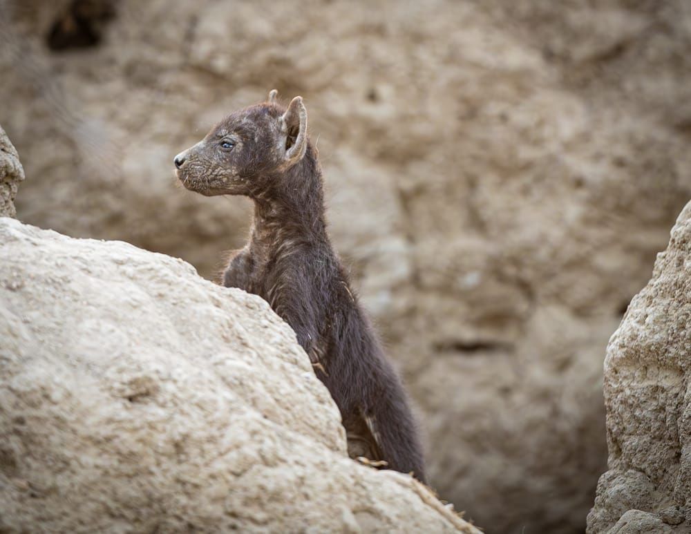 Hyena Pup 2 Photography Art | Kasdenphotography.art