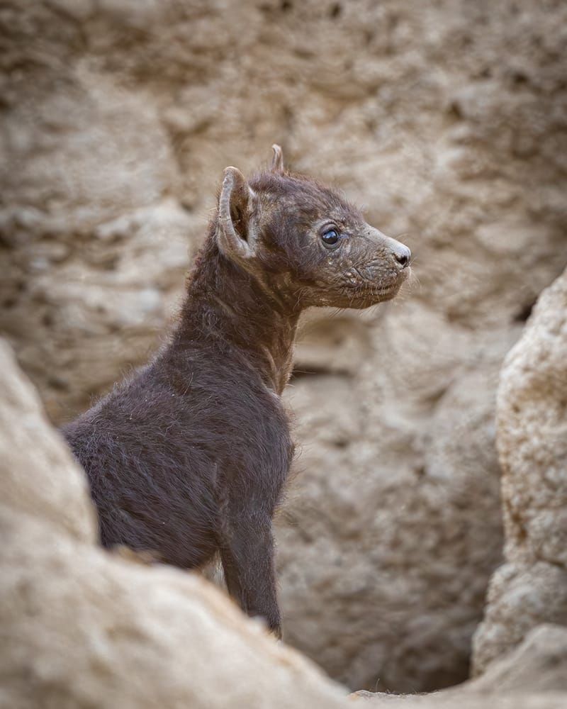 Hyena Pup 1 Photography Art | Kasdenphotography.art
