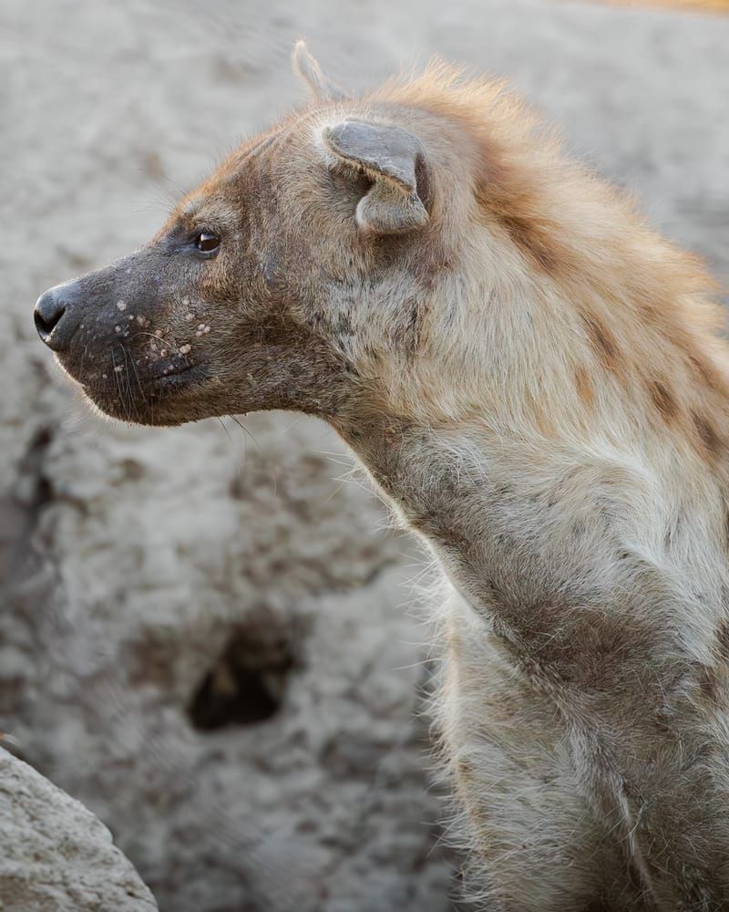 Watchful Moma Hyena Photography Art | Kasdenphotography.art