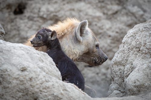 Mdawmdawmdawmdaw7qgraepd6cacehr zcfbfywxu2fyveayeunrgwctqqqltnerwweter6yomfiojy24adow ljj7f22f2vd2s3k0fn 38ezqodftc2xeuhdjufahdziomokxodj3hs jg da6ji5eudq olwagpj5emn5rd3kgeuzaau6oyhhi1e6ahn0yifzirlqqhklwfax1w wh2kauw0x q h7ee33zwym2lorare1hejy5hvscaz15npqxtrpxpmjndgxduj2h8ijejceqsqq wjhwp vtq58nqs04acjaehi9wynzigo5menvkwjwkfjbv3x6f8ca8qqc3vfysoky6tft8kpb3aukawtu m